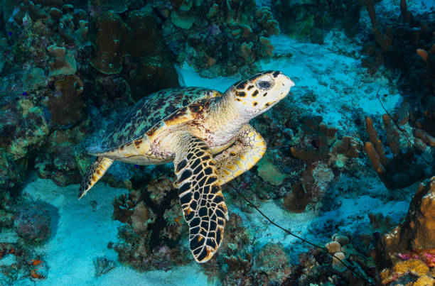 istock Beautiful Underwater Pictures 1445310634