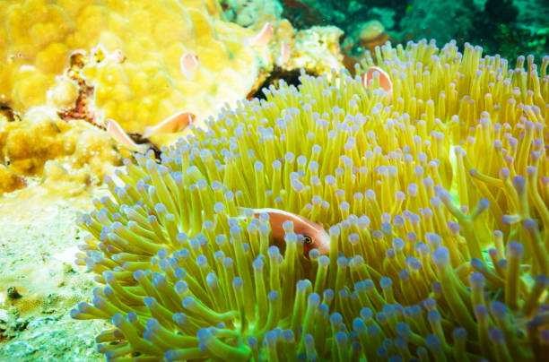 istock Beautiful Underwater Pictures 1445310658