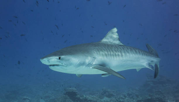 istock Beautiful Underwater Pictures 1445310670