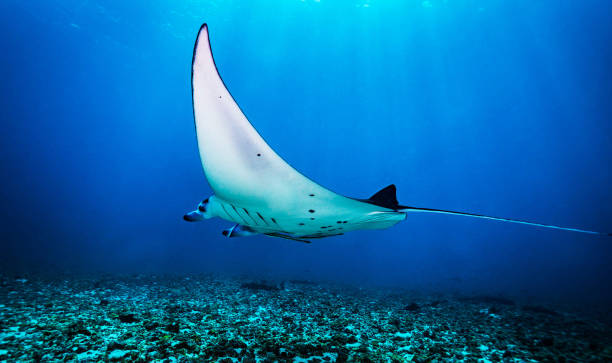 istock Beautiful Underwater Pictures 1445310709