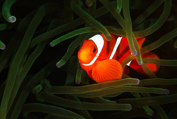 istock Beautiful Underwater Pictures 1445310710