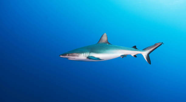 istock Beautiful Underwater Pictures 1445310980