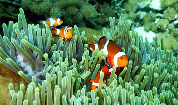 istock Beautiful Underwater Pictures 1445311043
