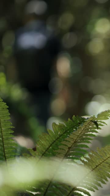 Close up of man walking by the forest and the figure of a silver fern.