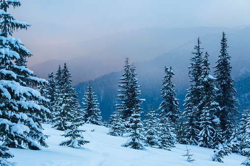 Massifs of spruce forest are covered with white snow in the winter mountains. Beautiful Carpathian mountain ranges