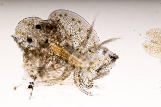 istock Study of Argulus sp. And Clinostomum sp. under microscope view in laboratory. 1445311488