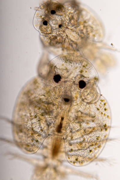 istock Study of Argulus sp. And Clinostomum sp. under microscope view in laboratory. 1445311499