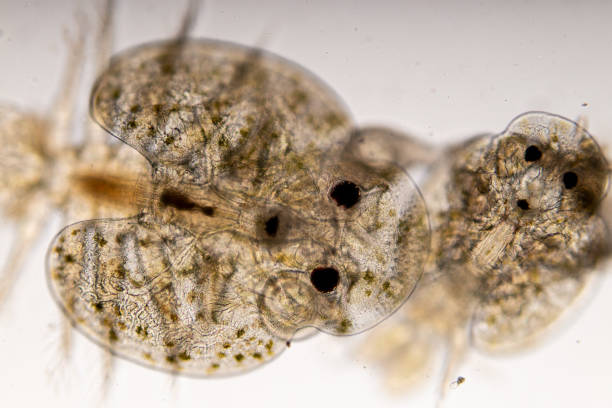 istock Study of Argulus sp. And Clinostomum sp. under microscope view in laboratory. 1445311500
