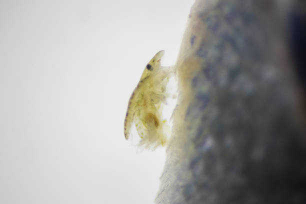 istock Study of Argulus sp. And Clinostomum sp. under microscope view in laboratory. 1445311509