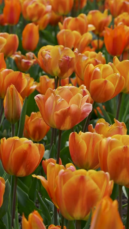 Orange tulips moving with the wind