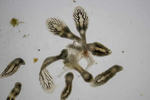 istock Study of Argulus sp. And Clinostomum sp. under microscope view in laboratory. 1445311587