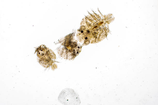 istock Study of Argulus sp. And Clinostomum sp. under microscope view in laboratory. 1445311590