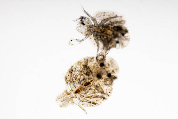 istock Study of Argulus sp. And Clinostomum sp. under microscope view in laboratory. 1445311598