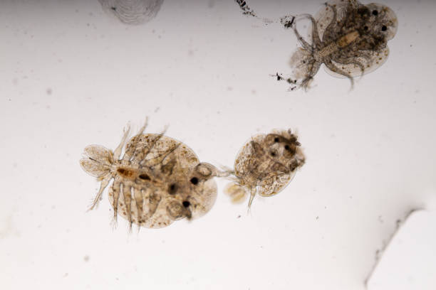 istock Study of Argulus sp. And Clinostomum sp. under microscope view in laboratory. 1445311602