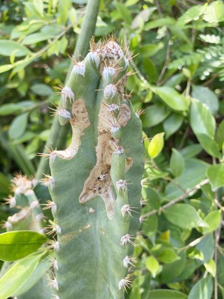 istock cactus in nature garden 1445312332