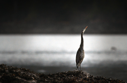 A great blue heron is seen in the last minutes of daylight on Tuesday, Feb. 19, 2019 near the Mountain Point in Ketchikan, Alaska.