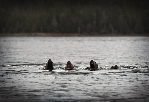 Sea lions swim and search for food on Thursday, Nov. 22, 2018, Thanksgiving Day, near Penninsula Point in Ketchikan, Alaska.