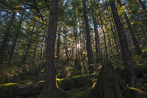 Hemlock trees absorb sunlight on Oct. 23, 2020 in Ketchikan, Alaska.