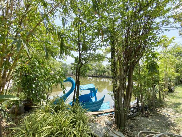 istock swan boat in nature garden 1445316085