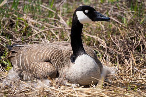 Three Canada Goose, Branta canadensis, in a Michigan meadow one stands guard while the other two have head tucked under wing.  There are wildflowers on the ground and a green background with room for text.
