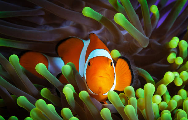 istock Magical Underwater Pictures 1445318741