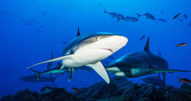 istock Magical Underwater Pictures 1445318796