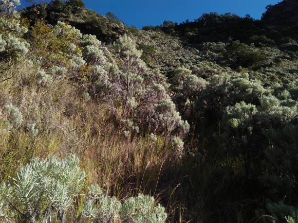 istock Edelwis flower on the peak 1445318807