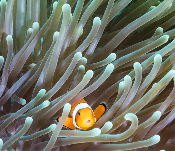 istock Magical Underwater Pictures 1445318810