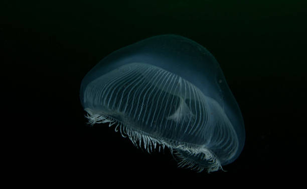 istock Magical Underwater Pictures 1445318834