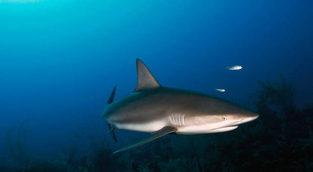 istock Magical Underwater Pictures 1445318843