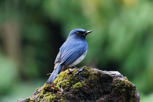 istock White bellied blue flycatcher perching on a rock 1445322244