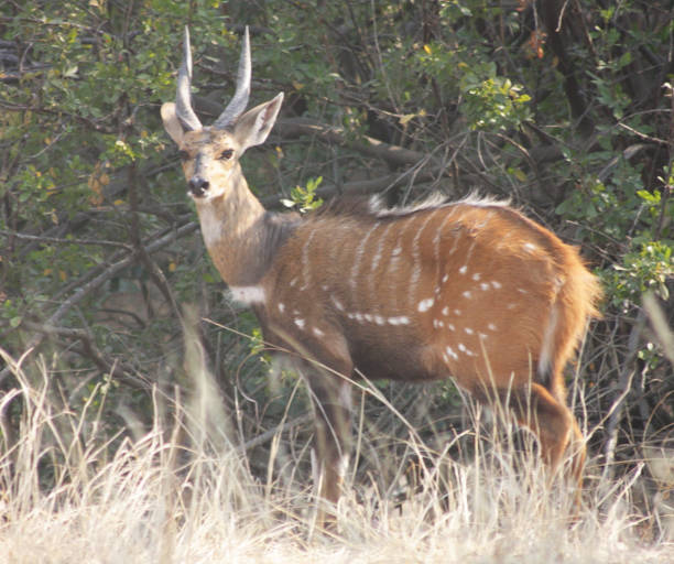 istock Beautiful Kafue wildlife picture 1445323241