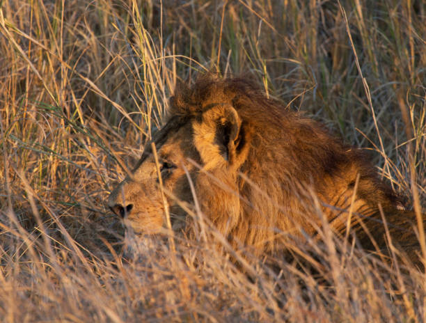 istock Beautiful Kafue wildlife picture 1445323257
