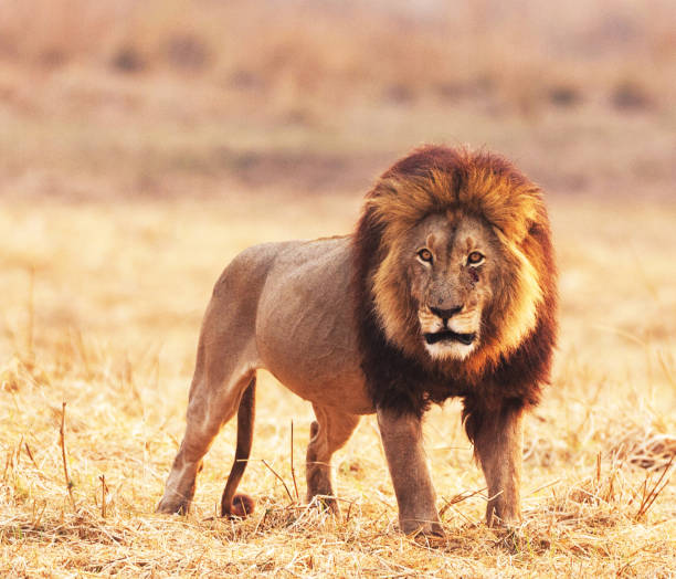 istock Beautiful Kafue wildlife picture 1445323322