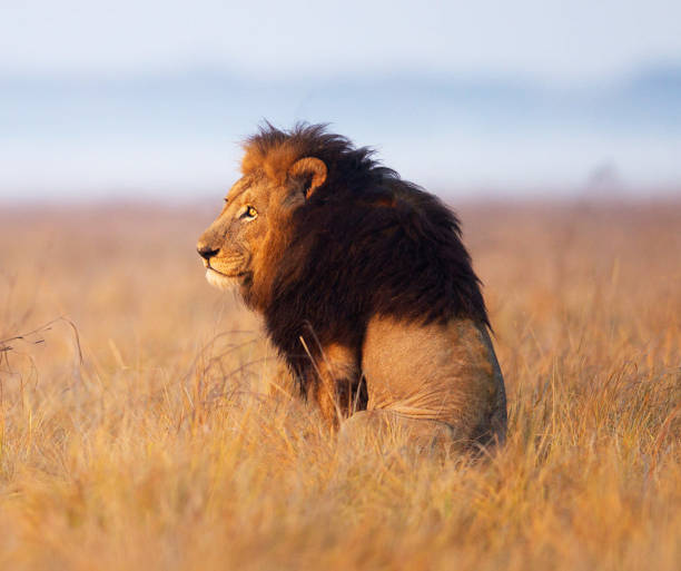istock Beautiful Kafue wildlife picture 1445323350