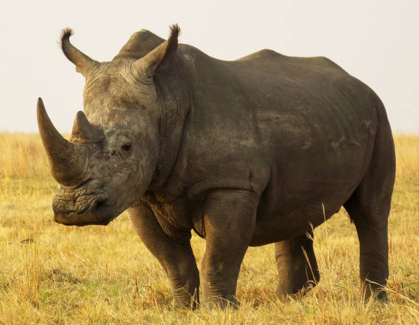 istock Beautiful Kafue wildlife picture 1445323430