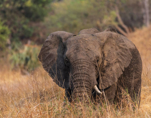 istock Beautiful Kafue wildlife picture 1445323445