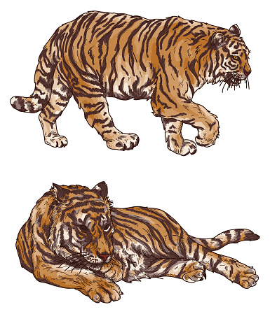 A set of two tigers rendered semi-realistically in line artwork with a colour background. Separated to layers, global colours, easy to change.