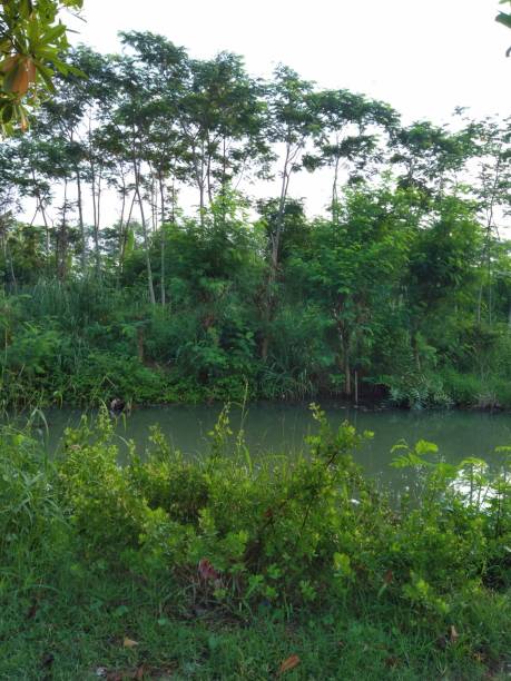 istock Mangrove forests or also called mangrove forests are forests that grow above brackish water swamps which are located on the coastline and are affected by sea tides. 1445324687