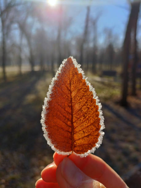 A close-up of an leaf coated in frost, highlighting the intricate ice crystals along its edges. The warm brown tones of the leaf contrast beautifully with the icy textures.
