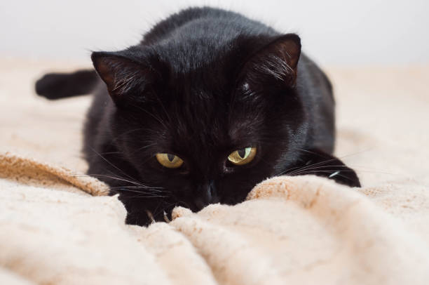 istock animals help to overcome depression with their energy 1445325781