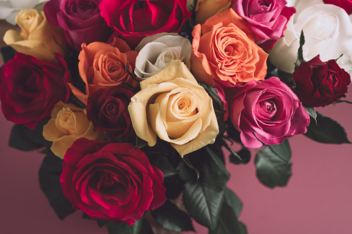 Bunch of colorful roses. Beautiful bouquet of roses in variety of colors on dusty pink background.