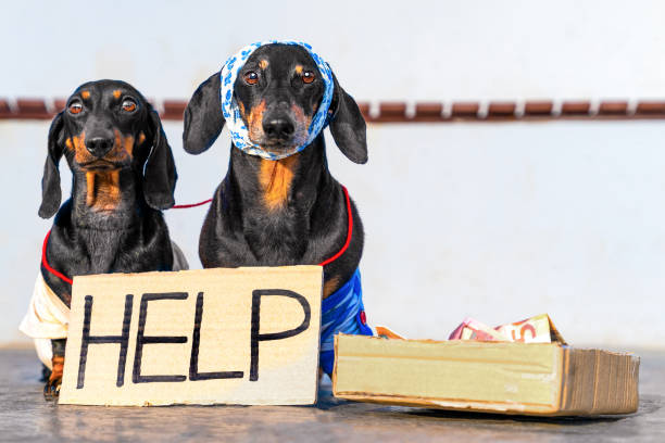 perros callejeros mendigando señal de ayuda caja de dinero explotación de animales recolectar donaciones - dachshund dog sadness sitting fotografías e imágenes de stock