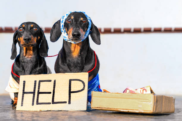 stray dogs begging sign help money box exploitation of animals collect donations - dachshund dog sadness sitting imagens e fotografias de stock