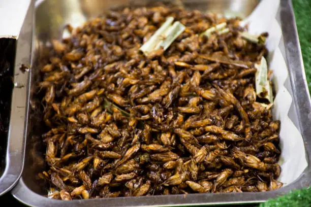 Photo of Thai vendor merchant cooking local exotic cuisine from bug and herbal or food fried insect with herb on stall hawker sale in Cher Si Ya street market bazaar at Suan Phueng city in Ratchaburi, Thailand