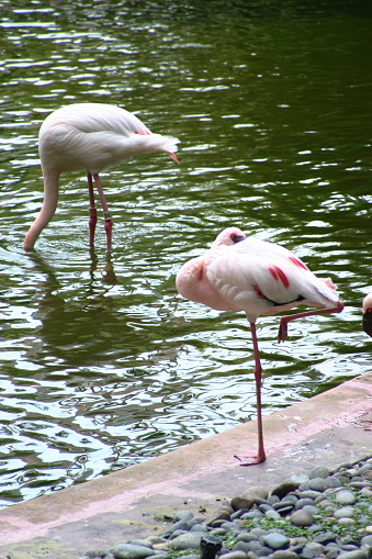 the Flamingo at the kowloon park, hong kong