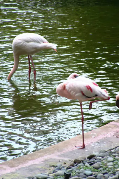 Photo of a Flamingo at the kowloon park, hong kong