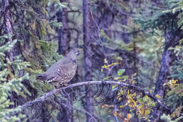 spruce grouse, pássaro em yukon - grouse spruce tree bird camouflage - fotografias e filmes do acervo