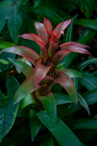 Bromeliads at the Bloedel Conservatory in Vancouver stock photo
