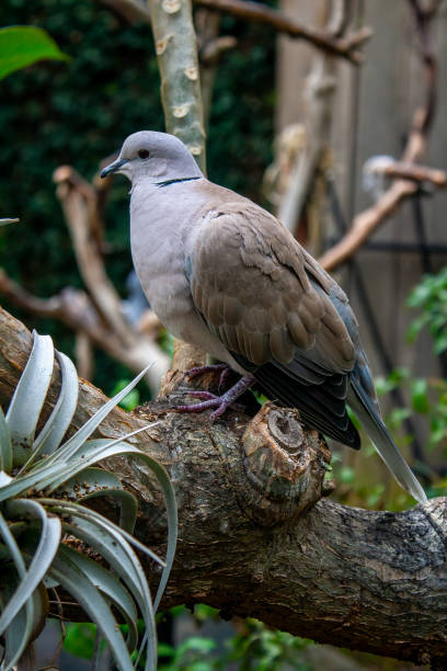 Red-eyed Dove at the Bloedel Conservatory in Vancouver stock photo